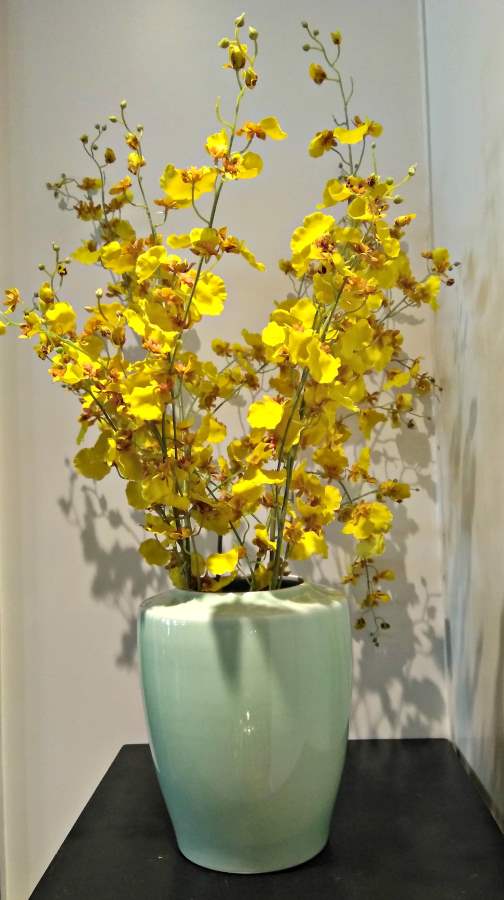 Yellow Poinciana flowers